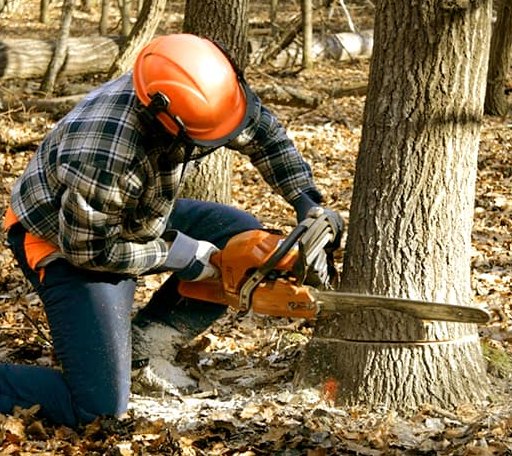 Tree Removal in New Pine Creek, OR